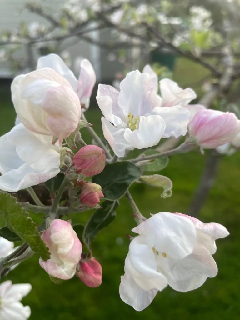 Tälle kuvalle ei ole vaihtoehtoista kuvatekstiä. Tiedoston nimi on 724194643_18110204087488402_6013284676623981083_n.jpg